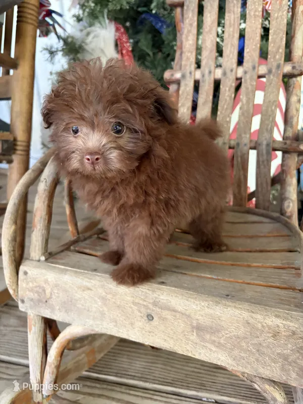 Paul  – Pomapoo puppy on hold in Glasgow, KY