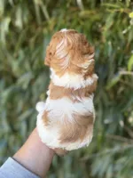 Ben , a male Cockapoo for sale in Glasgow, KY – 2 of 2