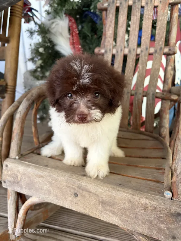 Patty – Pomapoo puppy for sale in Glasgow, KY