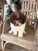 Patty, a female Pomapoo for sale in Glasgow, KY – 1 of 2
