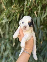 Bailey , a female Cockapoo for sale in Glasgow, KY – 3 of 3