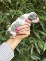 Zelda, a female Cocker Spaniel for sale in Glasgow, KY – 4 of 4