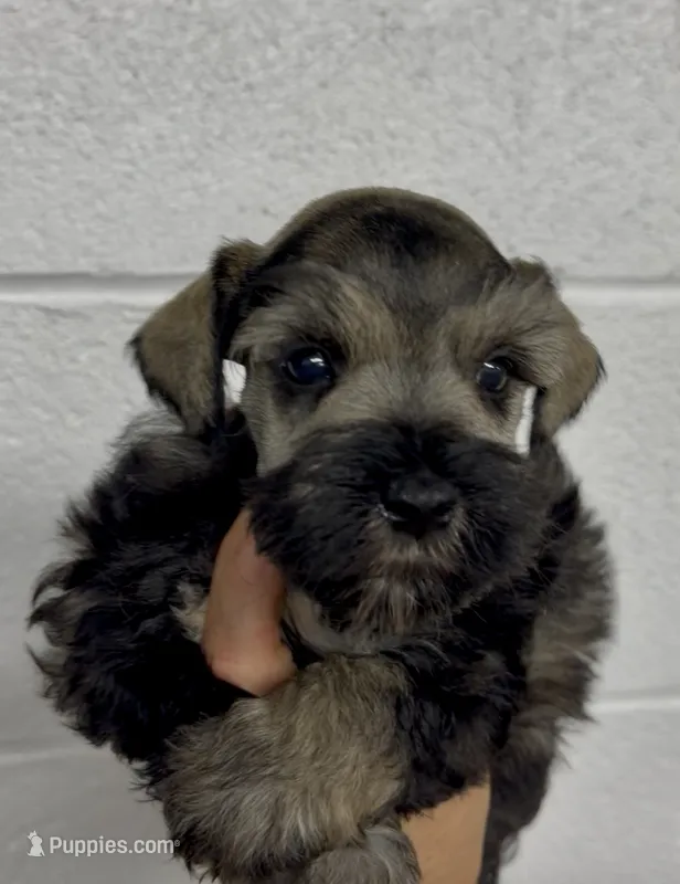 Ike Odell – Miniature Schnauzer puppy for sale in Glasgow, KY