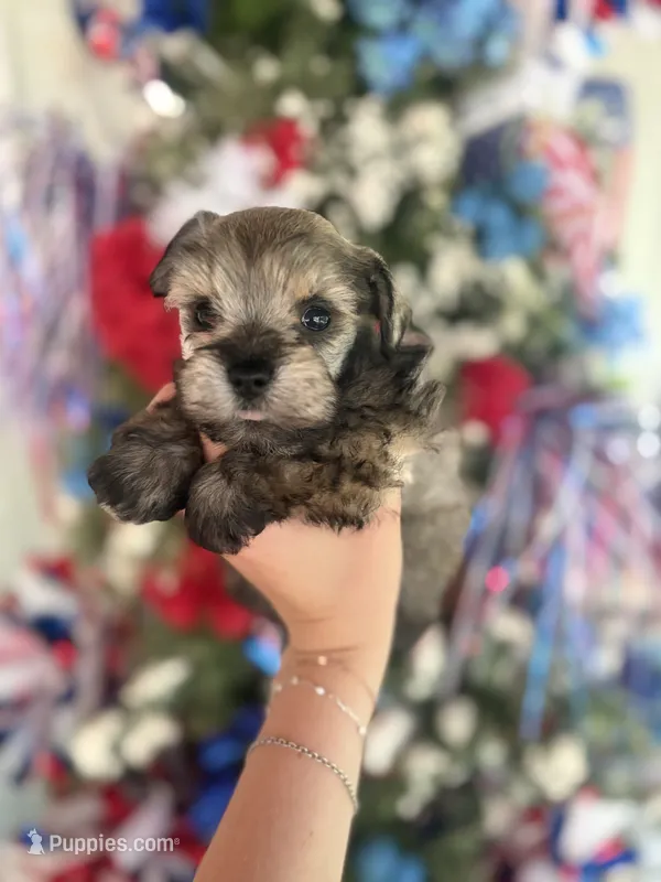 Trish  – Miniature Schnauzer puppy for sale in Glasgow, KY