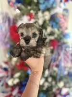 Trish , a female Miniature Schnauzer for sale in Glasgow, KY – 1 of 4