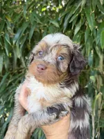 Tilly, a female Miniature Aussiedoodle for sale in Glasgow, KY – 3 of 3