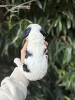 Peter, a male Cocker Spaniel for sale in Glasgow, KY – 5 of 7