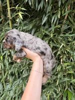 Pop Rock , a male Cocker Spaniel for sale in Glasgow, KY – 4 of 4