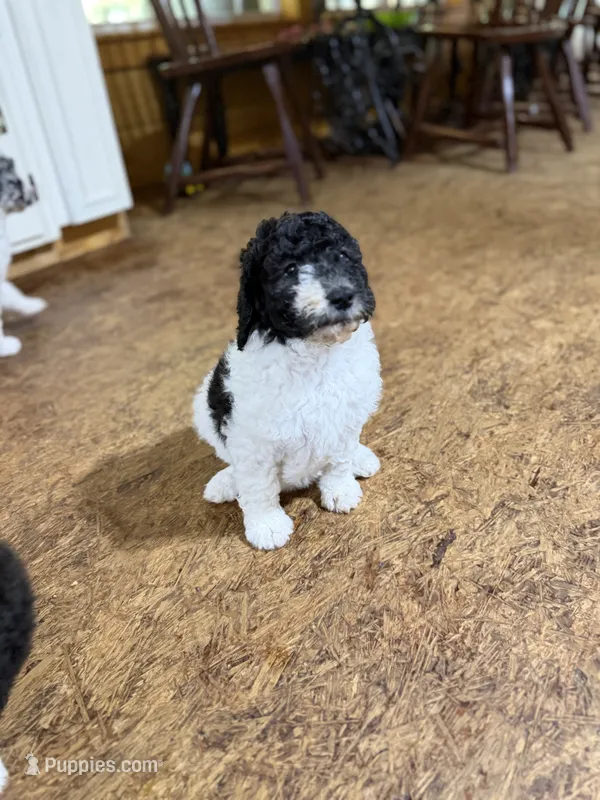 Flora  – Aussiedoodle puppy for sale in Glasgow, KY