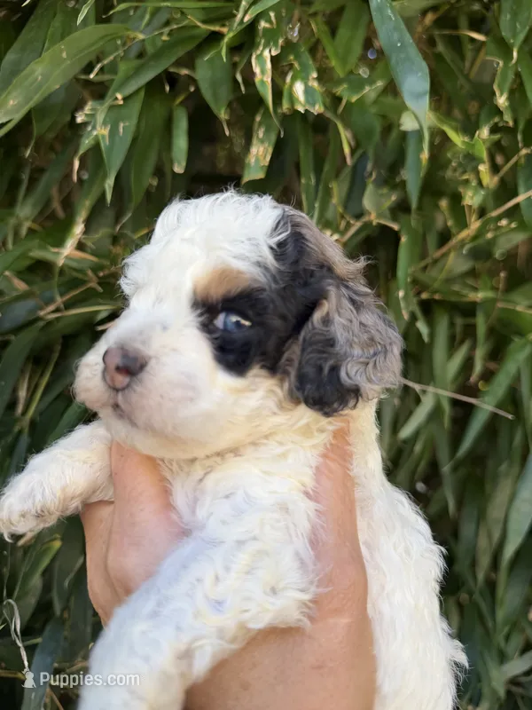 Bailey  – Cockapoo puppy for sale in Glasgow, KY