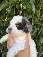 Bailey , a female Cockapoo for sale in Glasgow, KY – 1 of 3