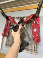 Maddie’s Dinah  , a female Miniature Schnauzer for sale in Glasgow, KY – 4 of 4