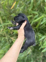 Zena May , a female Miniature Schnauzer for sale in Glasgow, KY – 2 of 4