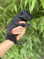 Zena May , a female Miniature Schnauzer for sale in Glasgow, KY – 3 of 4