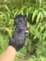 Zena May , a female Miniature Schnauzer for sale in Glasgow, KY – 4 of 4