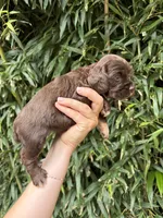 Twizzler, a female Cocker Spaniel for sale in Glasgow, KY – 2 of 4