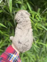 Bam Bam, a male Cockapoo for sale in Glasgow, KY – 4 of 4