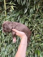 Twizzler, a female Cocker Spaniel for sale in Glasgow, KY – 4 of 4