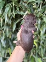 Matt , a male Miniature Schnauzer for sale in Glasgow, KY – 2 of 4