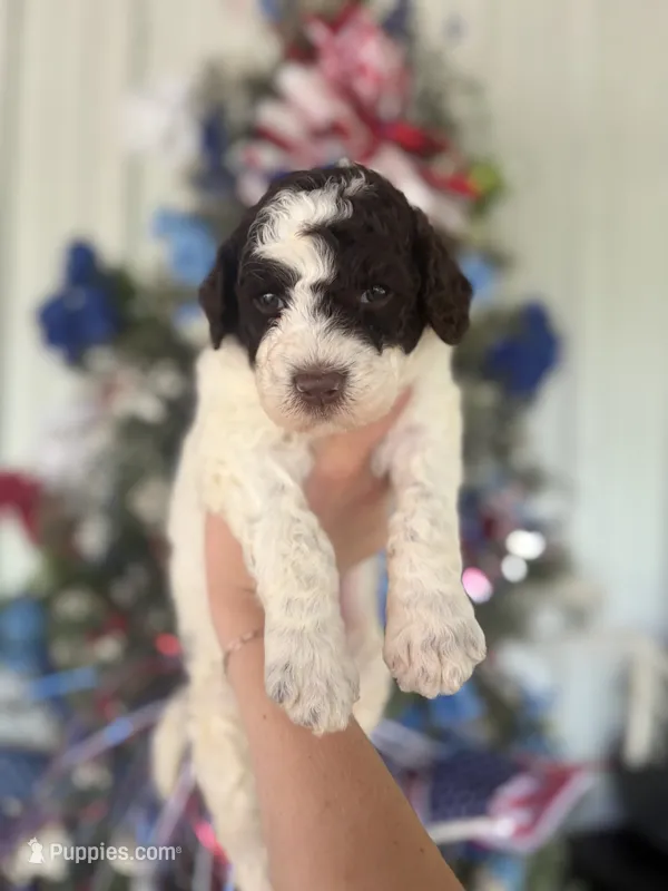 Millie  – Goldendoodle puppy for sale in Glasgow, KY