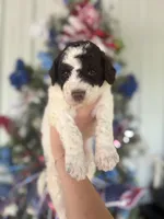 Millie , a female Goldendoodle for sale in Glasgow, KY – 1 of 2