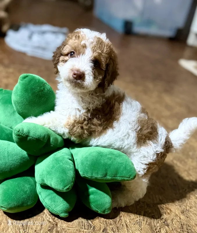 Velma  – Cockapoo puppy for sale in Glasgow, KY