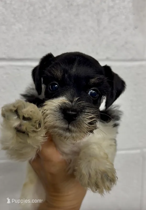 Thomas Franklin  – Miniature Schnauzer puppy for sale in Glasgow, KY