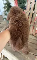 Pixie , a female Pomapoo for sale in Glasgow, KY – 2 of 2