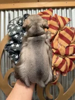 Maddie’s Dana, a female Miniature Schnauzer for sale in Glasgow, KY – 2 of 4