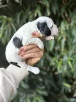 Peter, a male Cocker Spaniel for sale in Glasgow, KY – 6 of 7