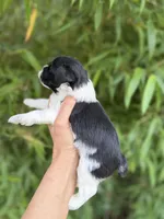 John C, a male Miniature Schnauzer for sale in Glasgow, KY – 4 of 4