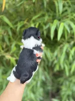 John C, a male Miniature Schnauzer for sale in Glasgow, KY – 2 of 4