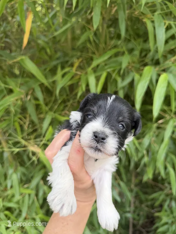John C, a male Miniature Schnauzer for sale in Glasgow, KY – 1 of 4