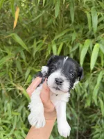 John C, a male Miniature Schnauzer for sale in Glasgow, KY – 1 of 4