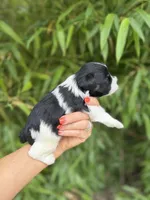 John C, a male Miniature Schnauzer for sale in Glasgow, KY – 3 of 4