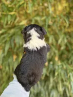 Alex, a male Miniature American Shepherd for sale in Glasgow, KY – 2 of 2