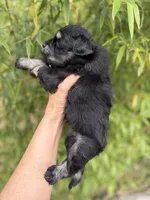 James , a male Miniature Schnauzer for sale in Glasgow, KY – 4 of 4