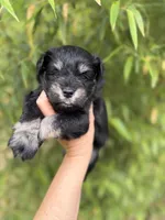 James , a male Miniature Schnauzer for sale in Glasgow, KY – 1 of 4