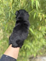 James , a male Miniature Schnauzer for sale in Glasgow, KY – 3 of 4