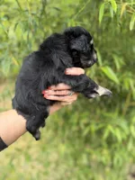 James , a male Miniature Schnauzer for sale in Glasgow, KY – 2 of 4