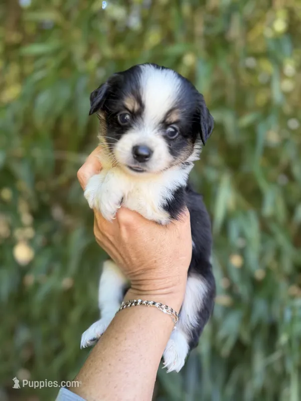 Ally – Miniature American Shepherd puppy for sale in Glasgow, KY