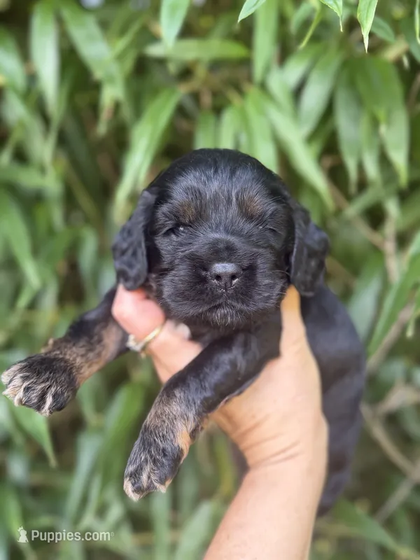 Lane  – Cocker Spaniel puppy for sale in Glasgow, KY