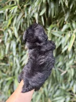 Lionell , a male Miniature Schnauzer for sale in Glasgow, KY – 2 of 2