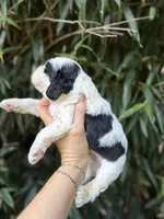 Peter, a male Cocker Spaniel for sale in Glasgow, KY – 3 of 7