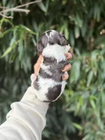 Pat, a male Cocker Spaniel for sale in Glasgow, KY – 2 of 4