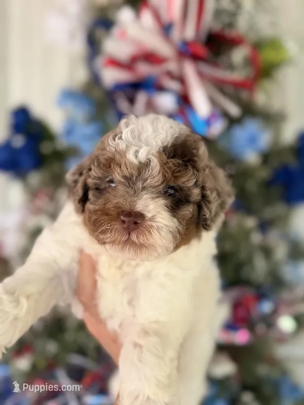 Timmy – Cockapoo puppy for sale in Glasgow, KY