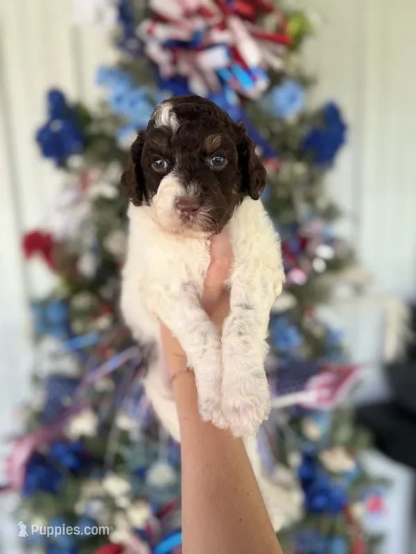 Molly – Goldendoodle puppy for sale in Glasgow, KY