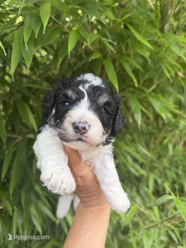 James  – Cavapoo puppy for sale in Glasgow, KY