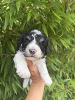 James , a male Cavapoo for sale in Glasgow, KY – 1 of 2
