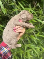 Bam Bam, a male Cockapoo for sale in Glasgow, KY – 3 of 4